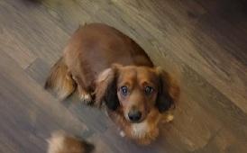 Enlarge BOBBY LEN, an adopted Dachshund (Long Haired) in Georgetown, KY image 2/2
