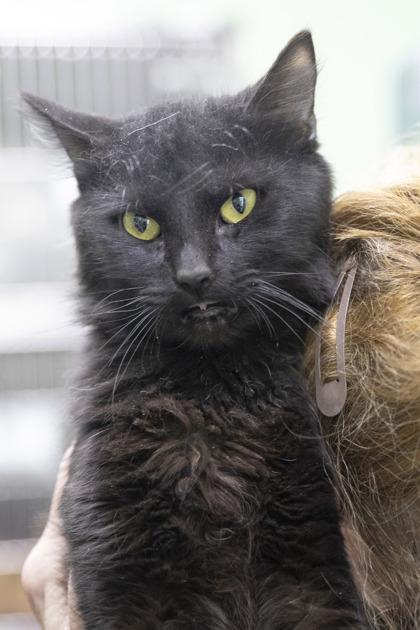 Enlarge Nico, an adopted mixed breed in Bedford, IN image 1/1