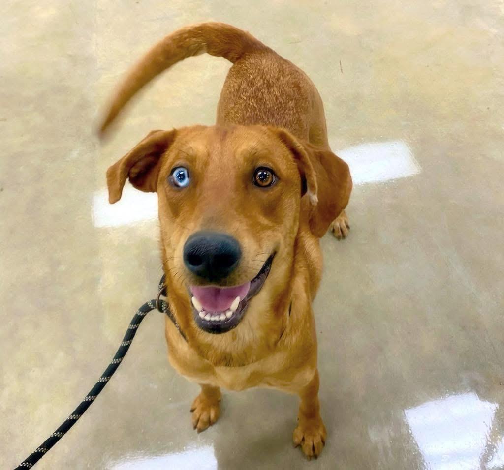 Enlarge Montana, a Adoptable mixed breed in Willington, CT image 3/5