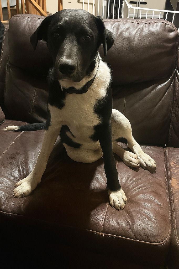 Prince, a Adoptable Terrier in St. Helens, OR image 1/2