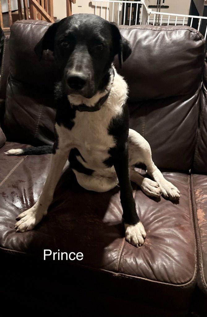 Prince, a Adoptable Terrier in St. Helens, OR image 2/2
