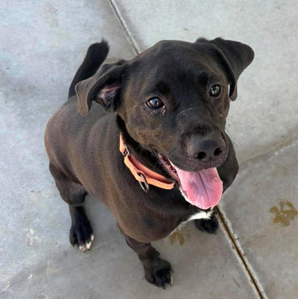 Bowser, Adopted, Senior Male Labrador Retriever & Plott Hound.