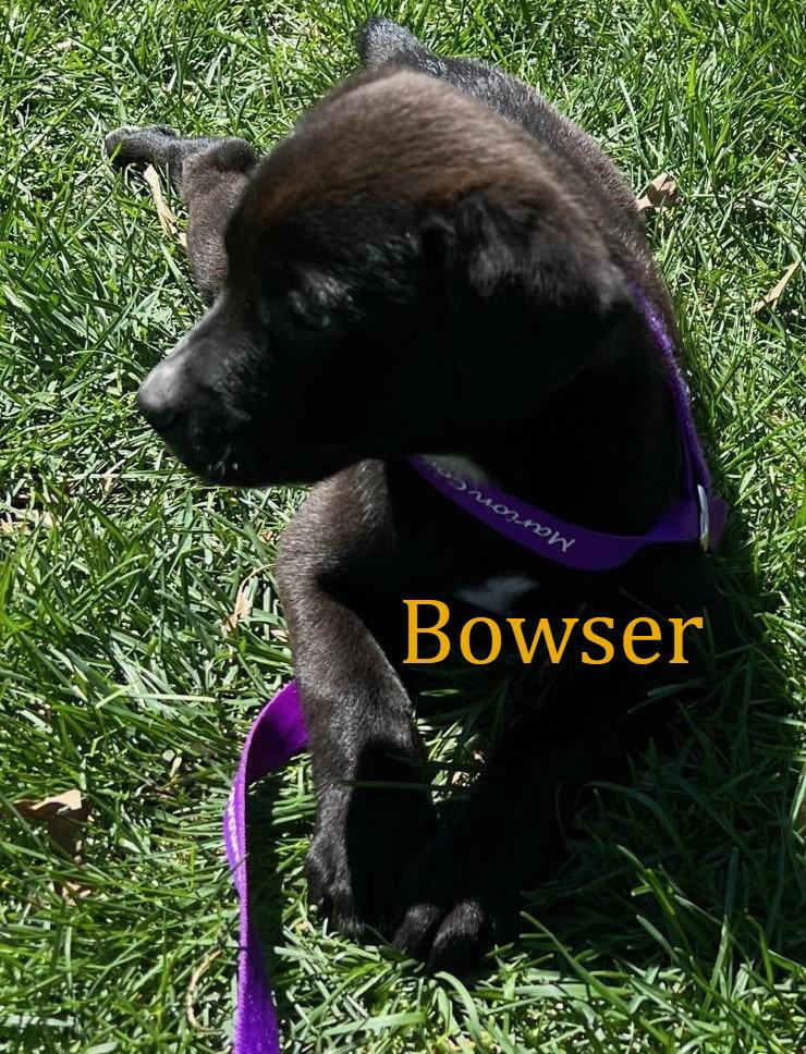 Bowser, a Adopted mixed breed in Knoxville, IA image 2/3
