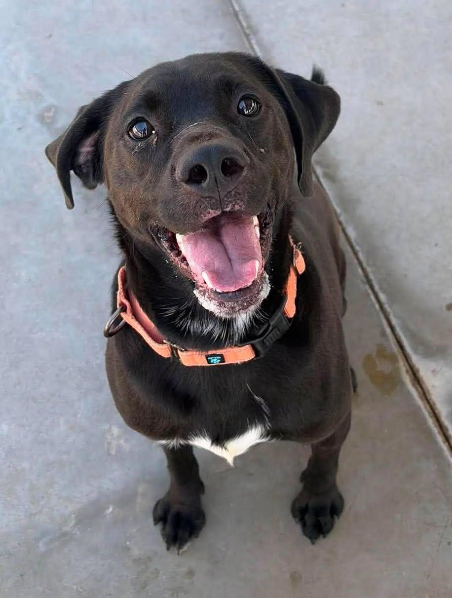 Bowser, a Adopted mixed breed in Knoxville, IA image 3/3