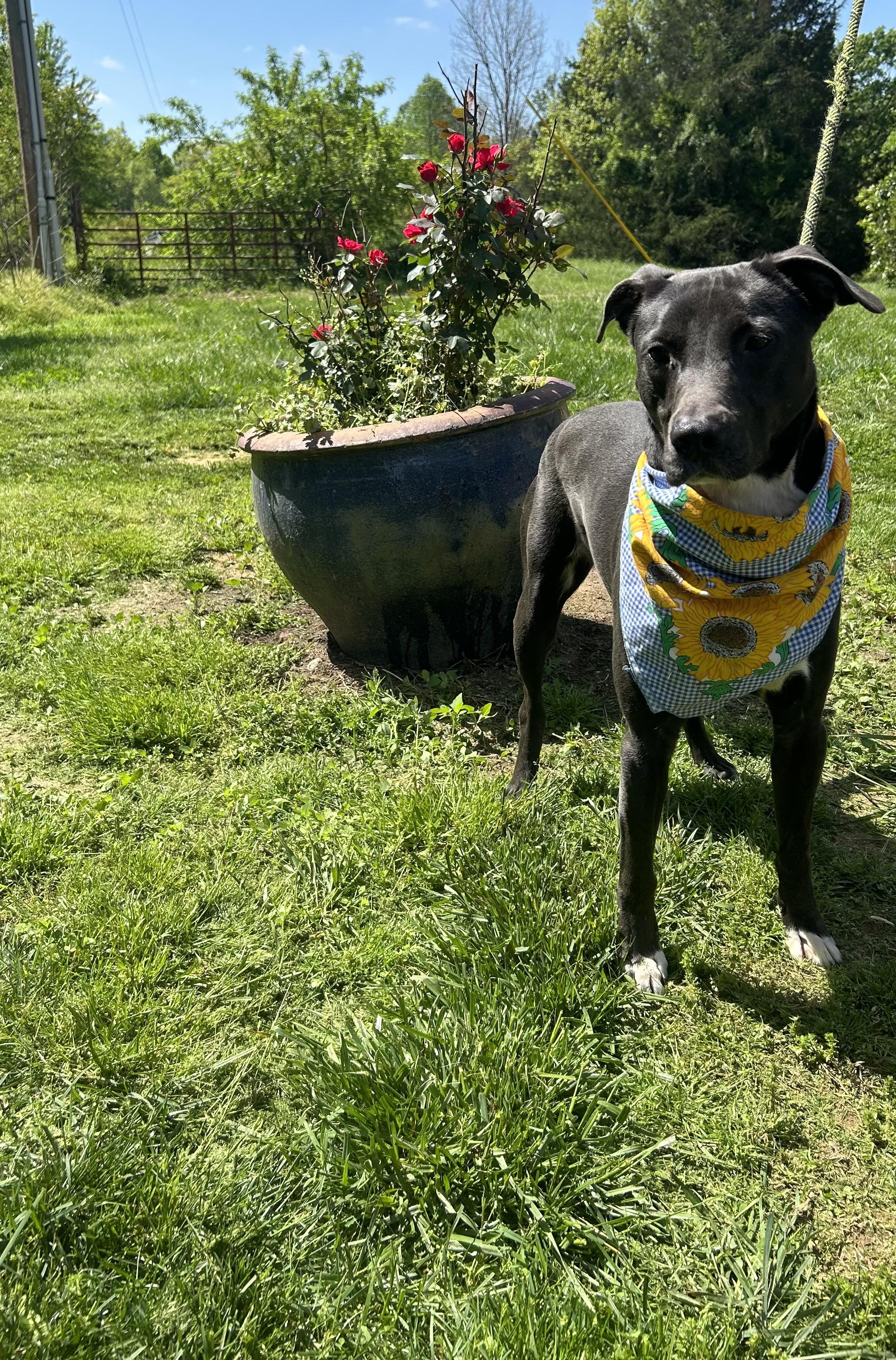 Jedd, a Adoptable mixed breed in Scottsville, KY image 1/6