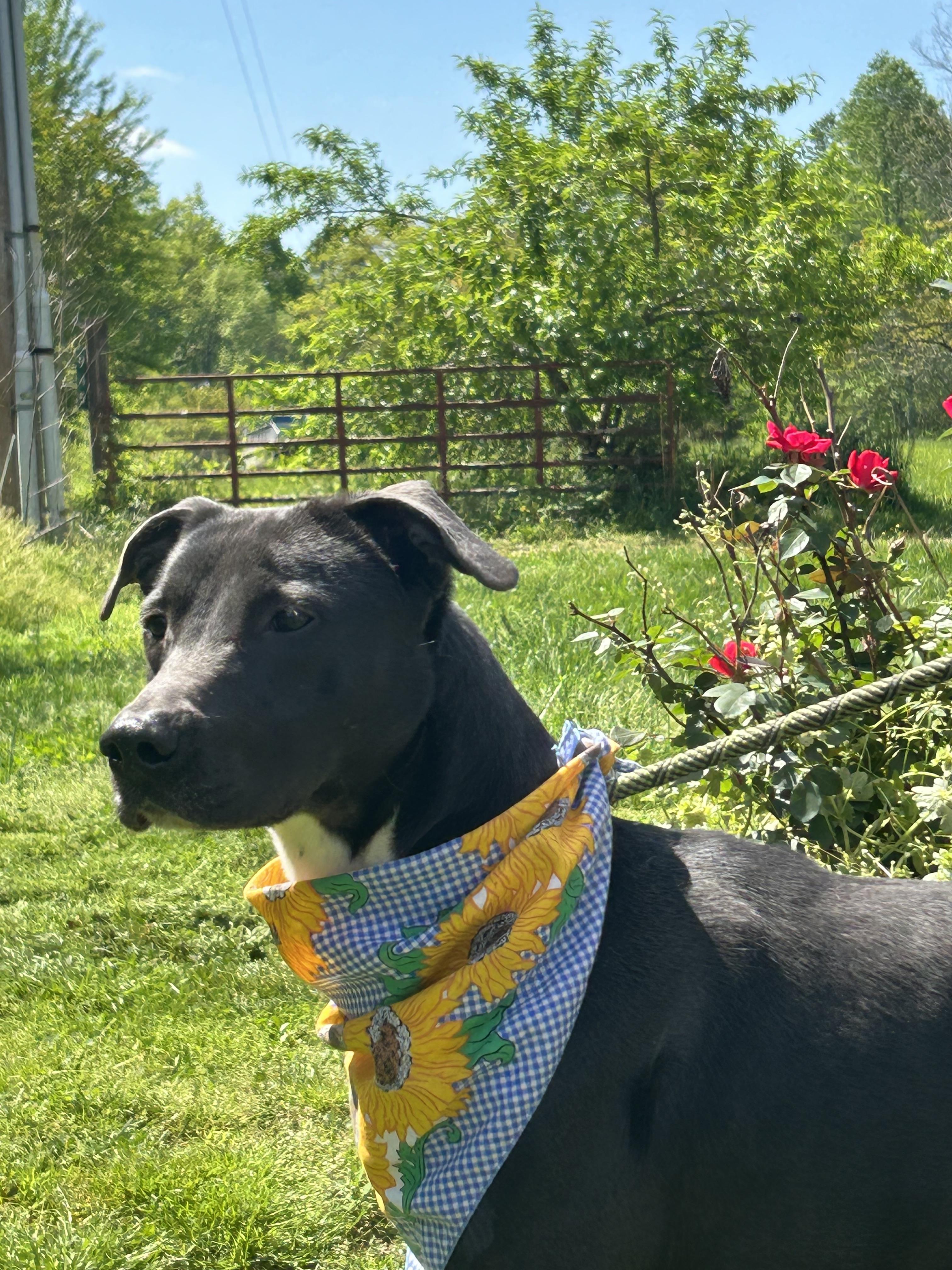 Jedd, a Adoptable mixed breed in Scottsville, KY image 4/6