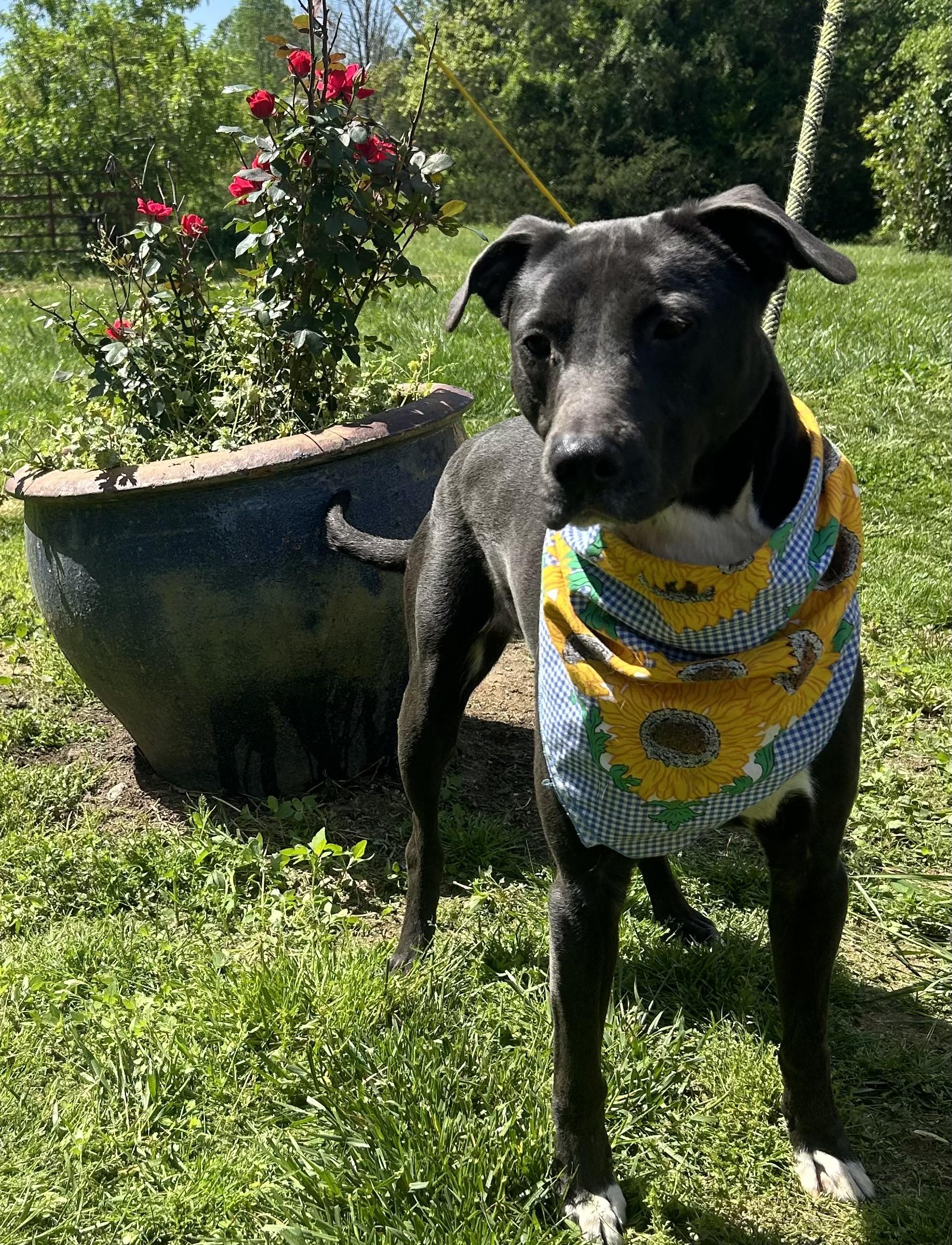 Jedd, Adoptable, Young Male Black Labrador Retriever.