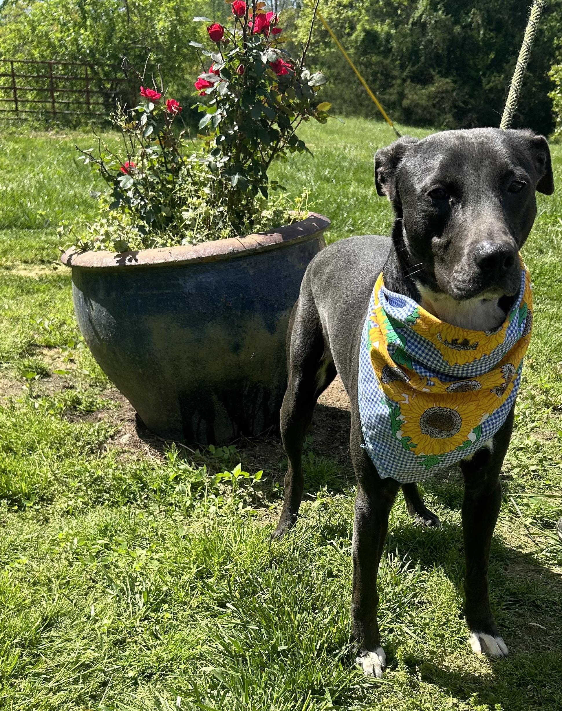 Jedd, a Adoptable mixed breed in Scottsville, KY image 2/6