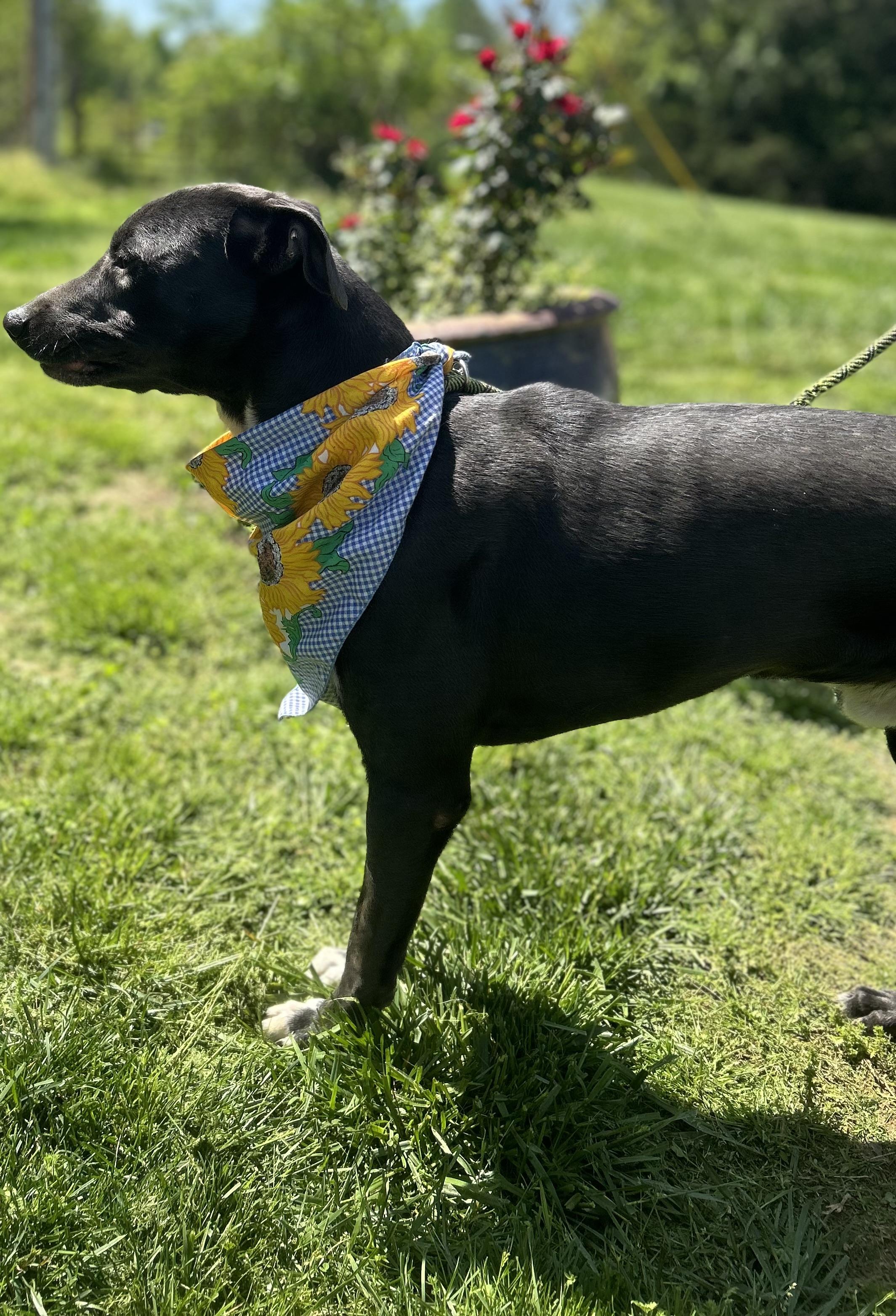 Jedd, a Adoptable mixed breed in Scottsville, KY image 6/6