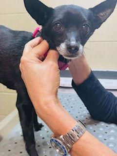 Enlarge Presley {COMING SOON}, a Adoptable Chihuahua in Nashville, TN image 1/3