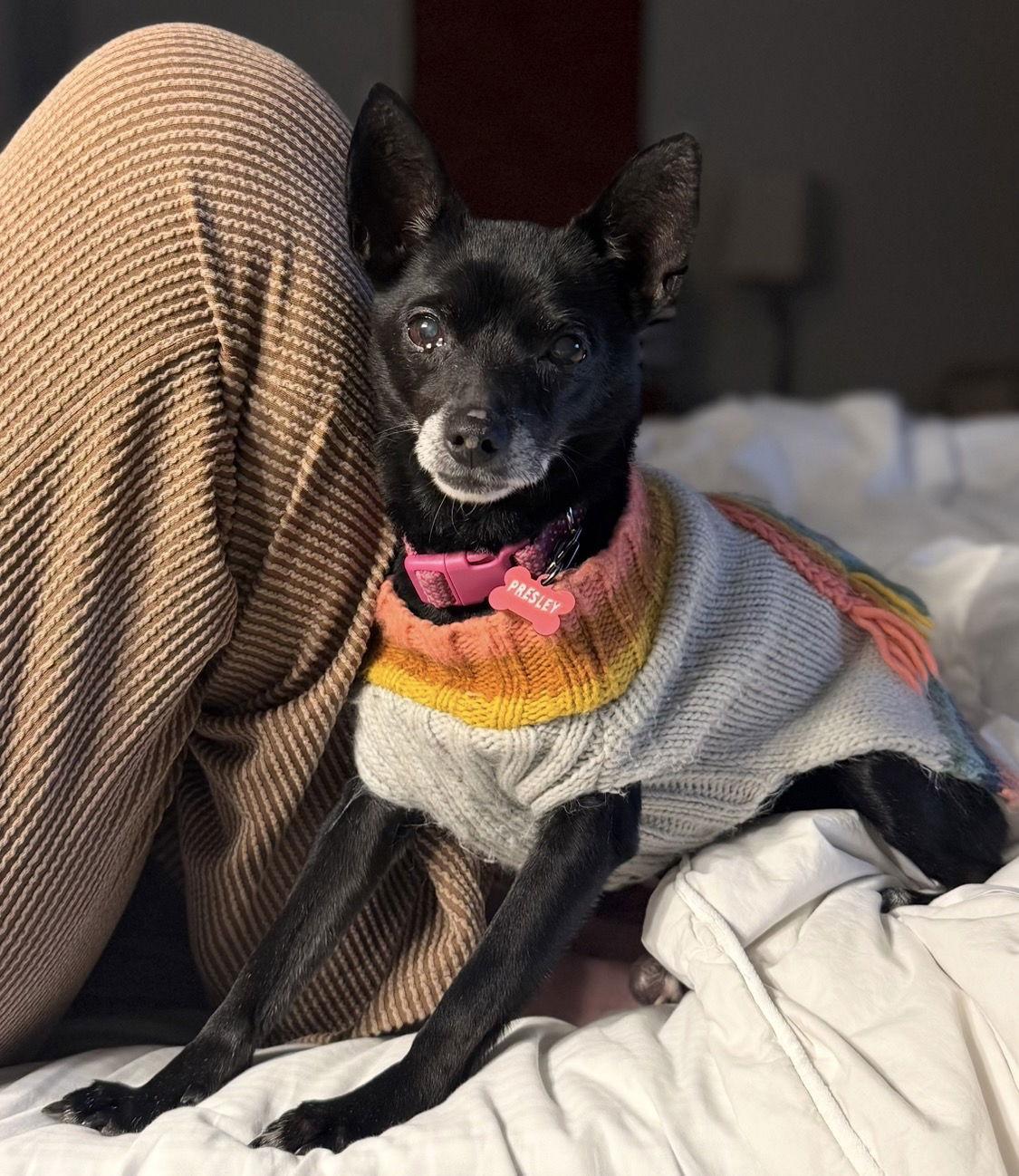 Enlarge Presley, a Adoptable Chihuahua in Nashville, TN image 2/3