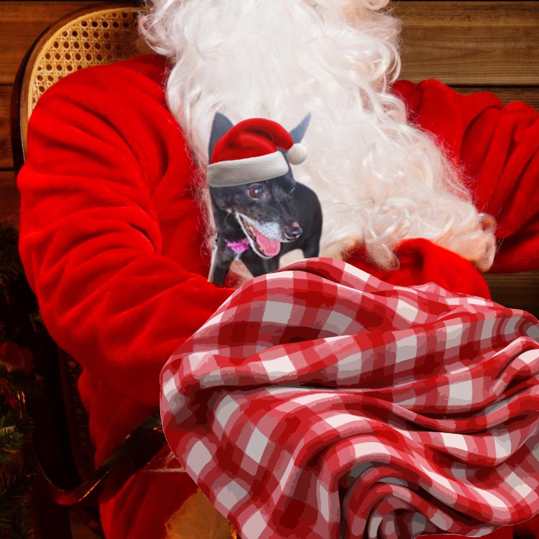 Enlarge Presley {COMING SOON}, a Adoptable Chihuahua in Nashville, TN image 2/3