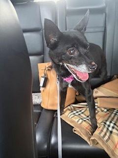 Enlarge Presley {COMING SOON}, a Adoptable Chihuahua in Nashville, TN image 3/3