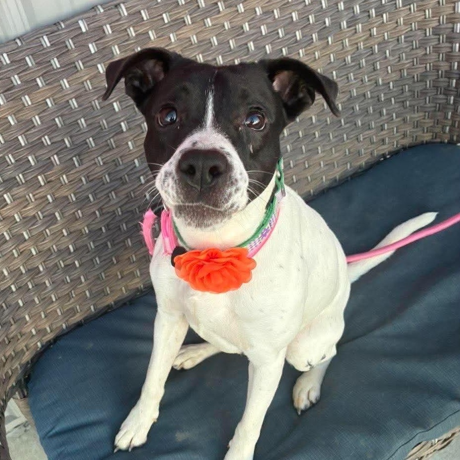 Salsa in foster care, Adoptable, Young Female English Pointer.