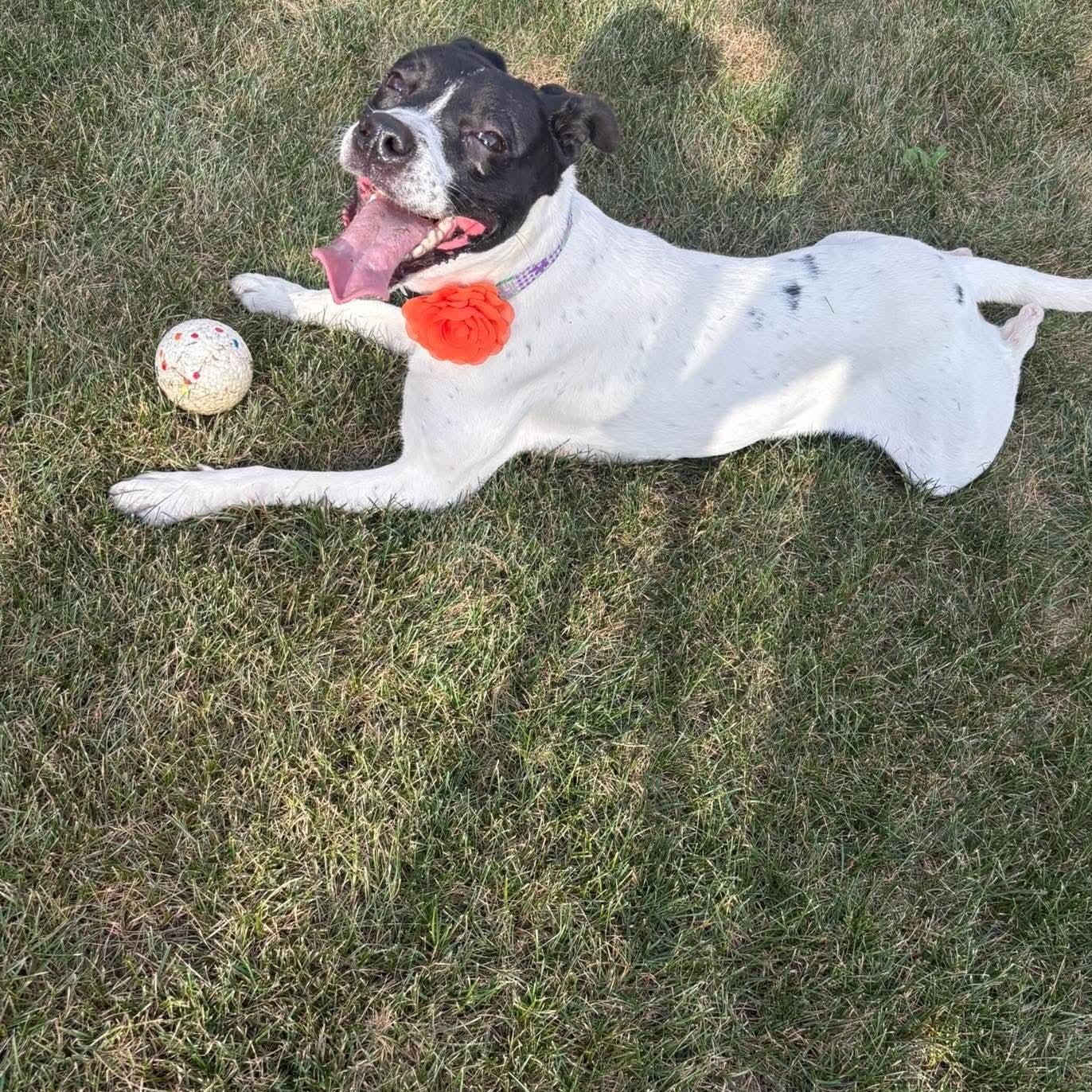 Enlarge Salsa in foster care, a Adoptable mixed breed in Minooka, IL image 4/5