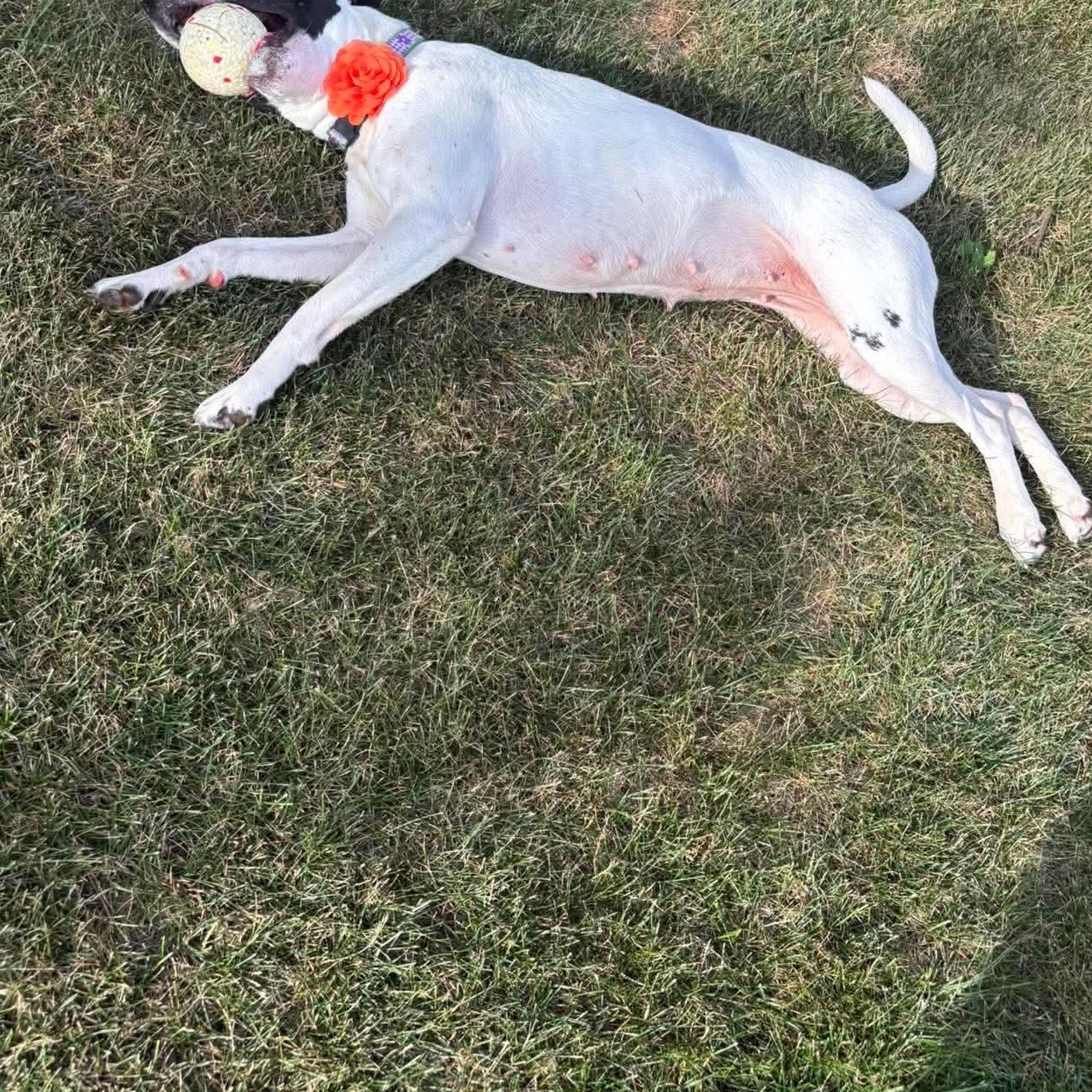 Enlarge Salsa in foster care, a Adoptable mixed breed in Minooka, IL image 3/5