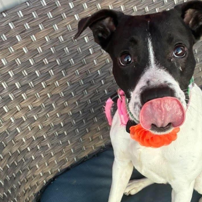 Enlarge Salsa in foster care, a Adoptable mixed breed in Minooka, IL image 2/5