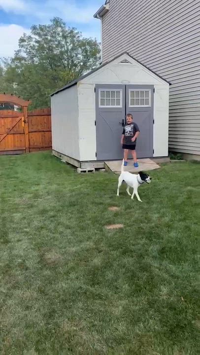 Enlarge Salsa in foster care, a Adoptable mixed breed in Minooka, IL video 5/5