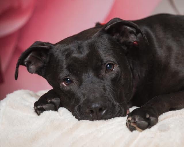 Hadies, Adopted, Adult Female American Bulldog.