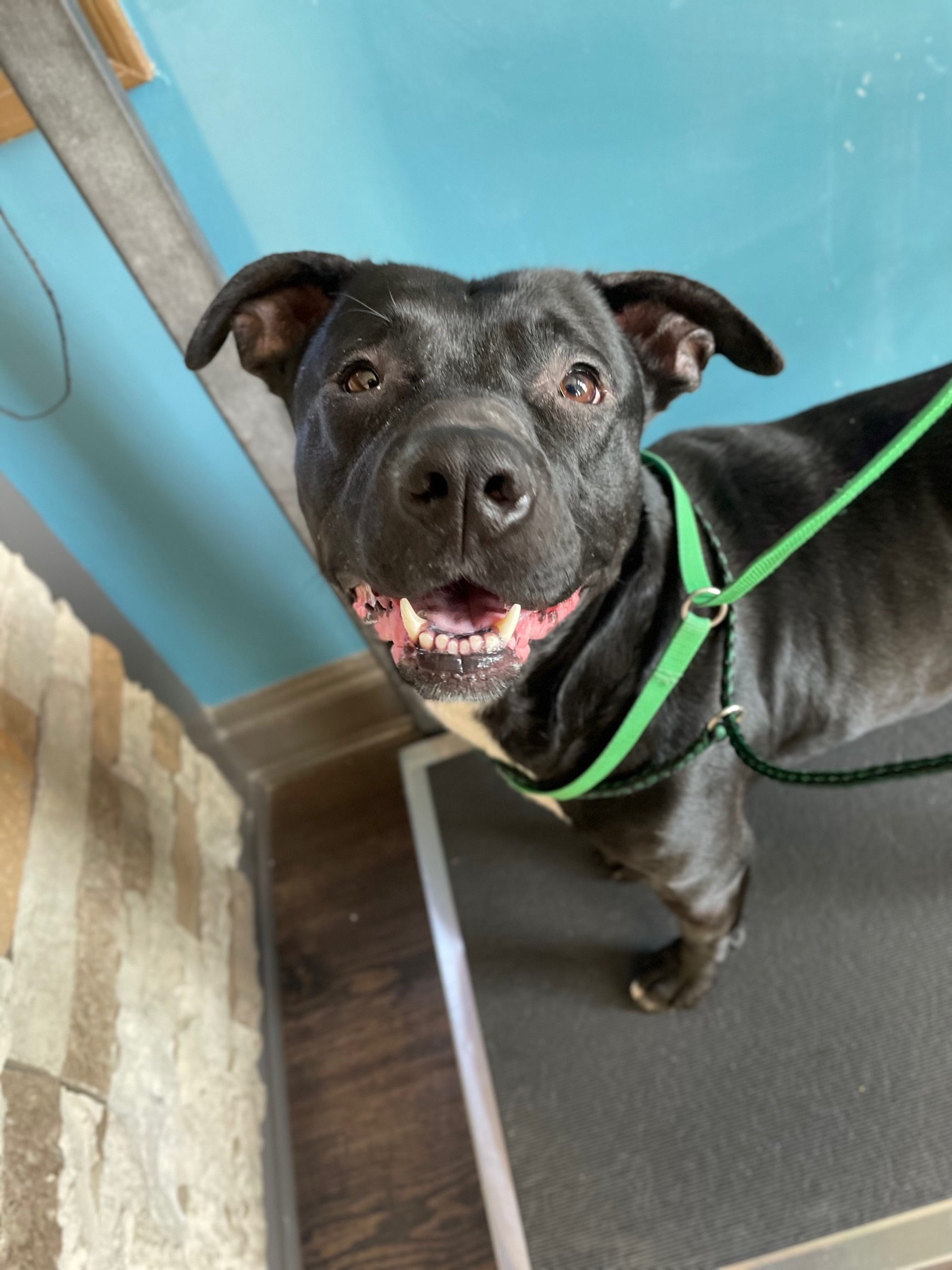 Hadies, a Adopted mixed breed in Park Hills, KY image 4/6