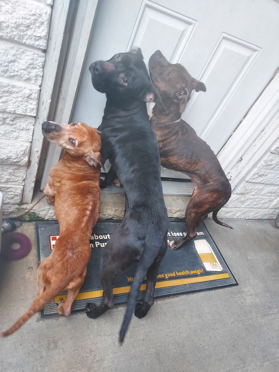 Hadies, a Adopted mixed breed in Park Hills, KY image 5/6