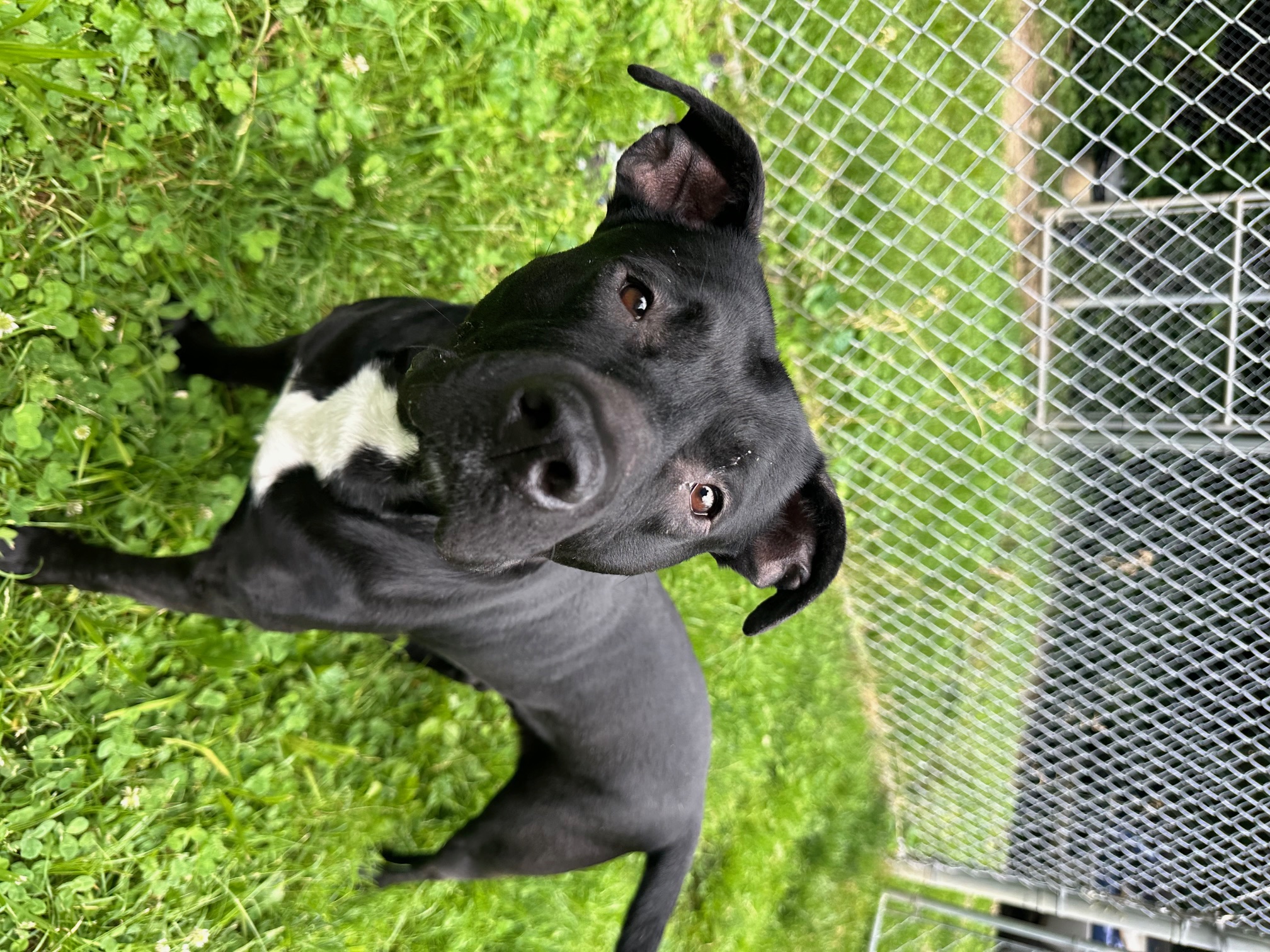 Hadies, a Adopted mixed breed in Park Hills, KY image 6/6