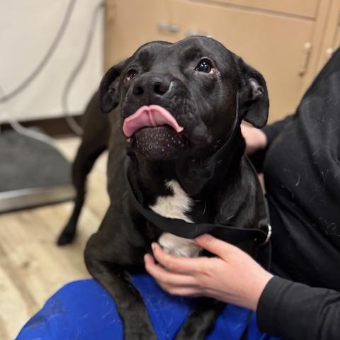 Hadies, a Adopted mixed breed in Park Hills, KY image 2/6