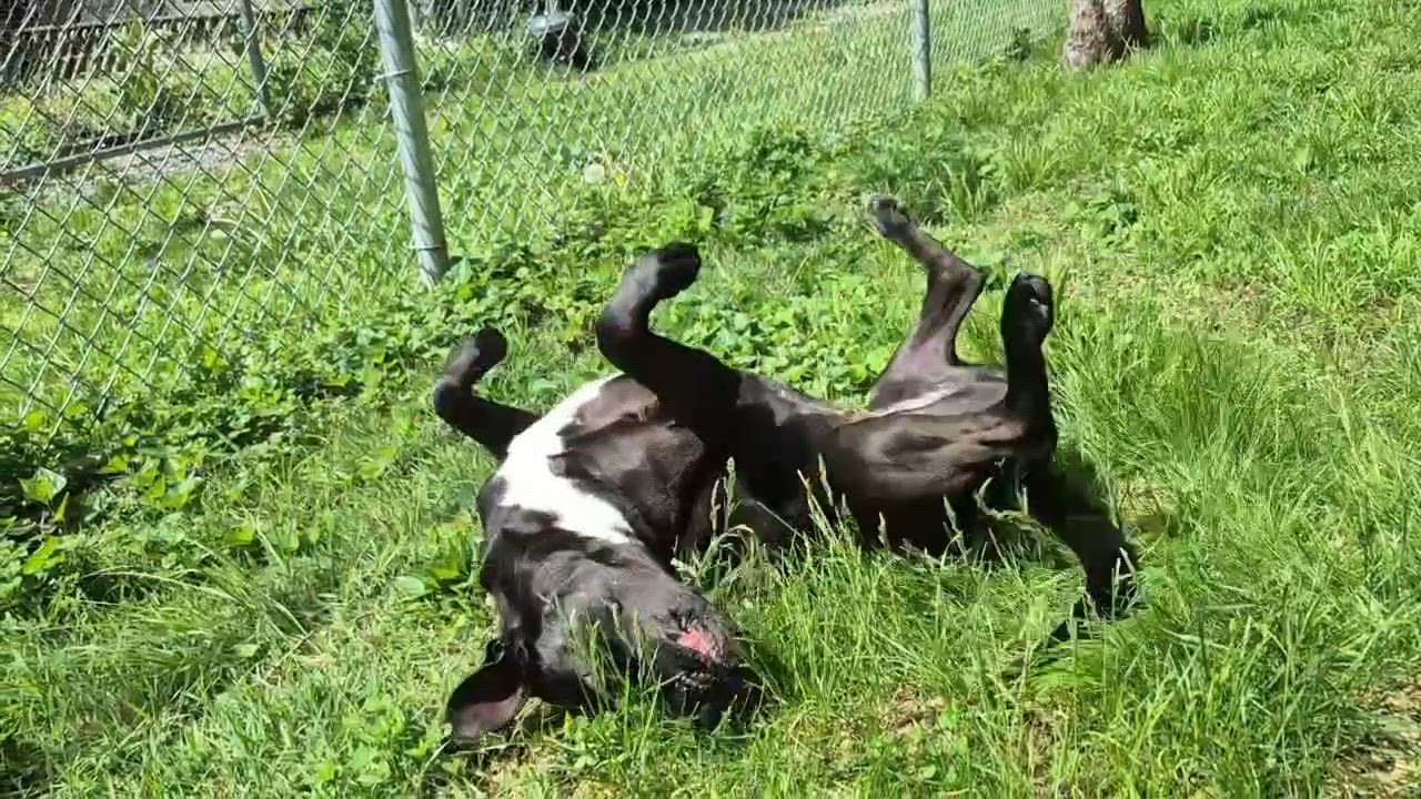 Enlarge Hadies, a Adopted mixed breed in Park Hills, KY video 3/6