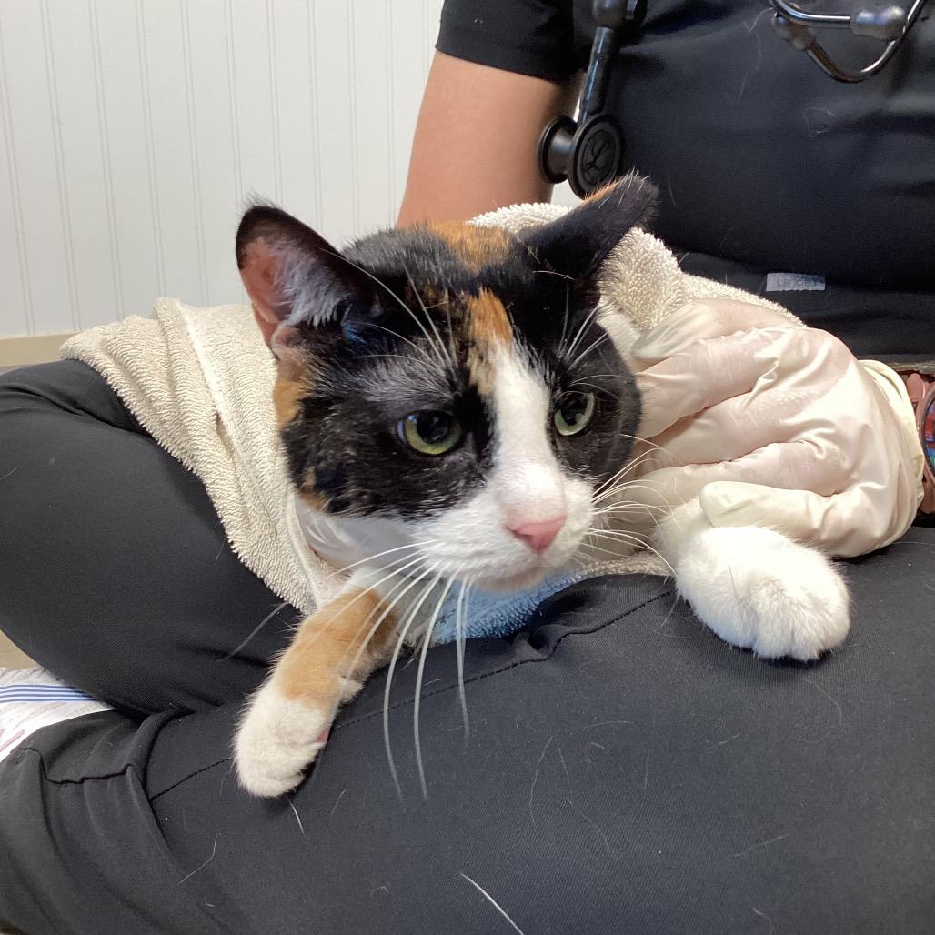 Enlarge Sophie, a Adoptable Domestic Short Hair in Clearwater, FL image 1/2