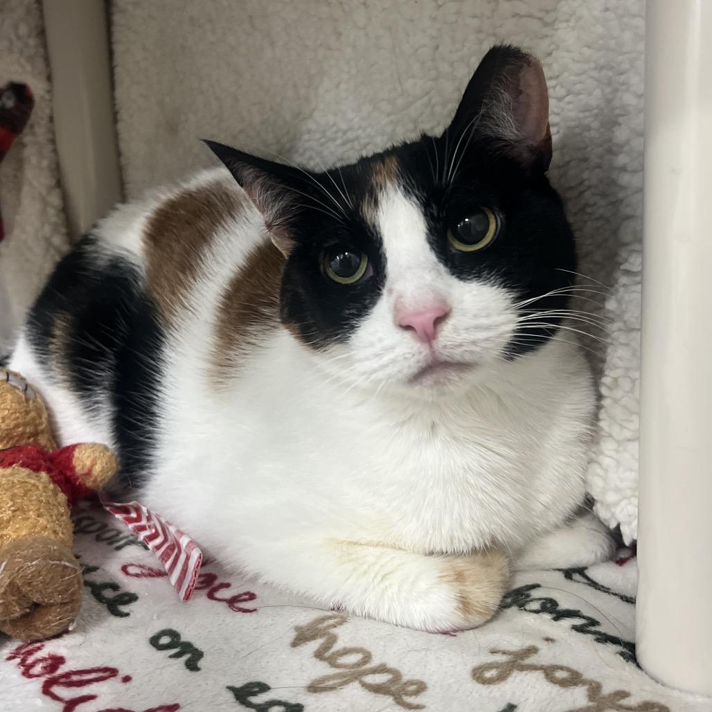 Enlarge Sophie, a Adoptable Domestic Short Hair in Clearwater, FL image 2/2