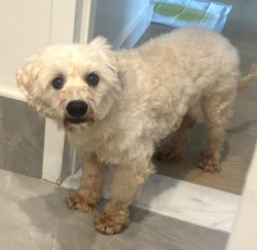 Enlarge Maximus, a ADOPTABLE Poodle in Brooklyn, NY image 5/5