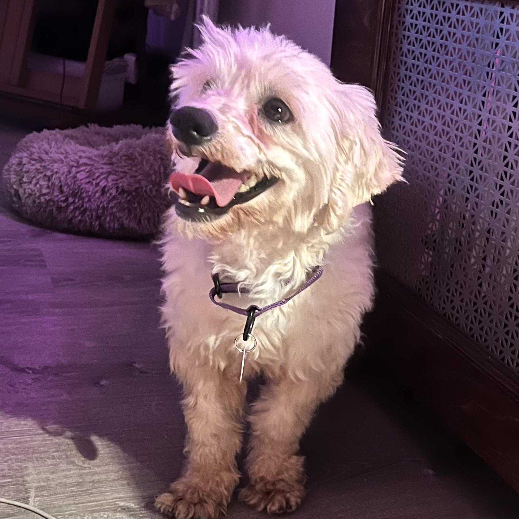 Enlarge Maximus, a ADOPTABLE Poodle in Brooklyn, NY image 2/5