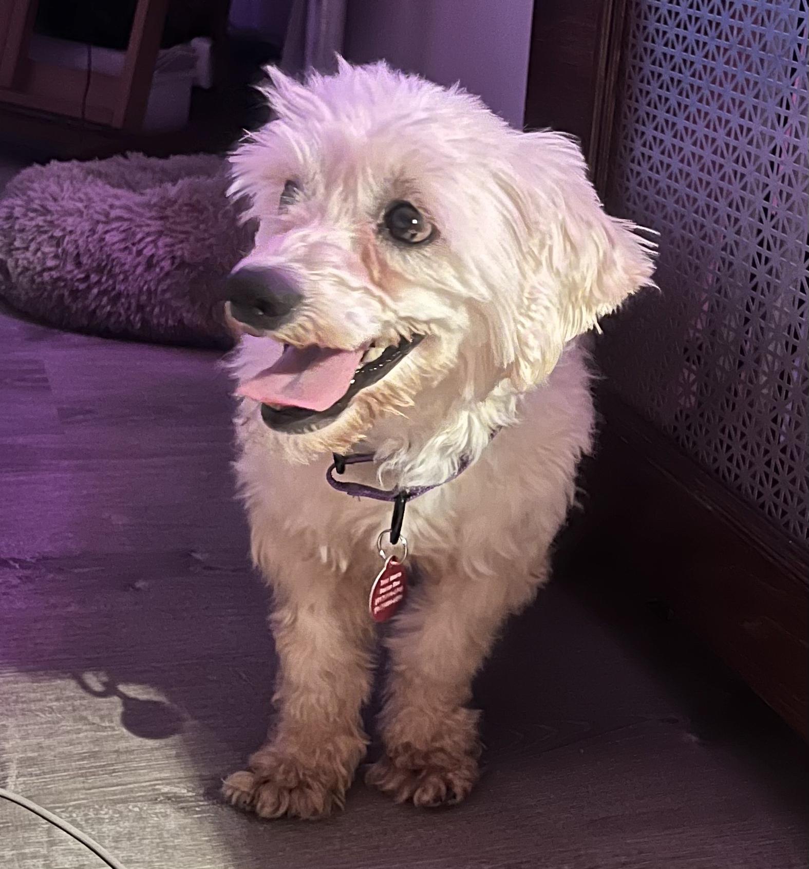 Enlarge Maximus, a ADOPTABLE Poodle in Brooklyn, NY image 4/5