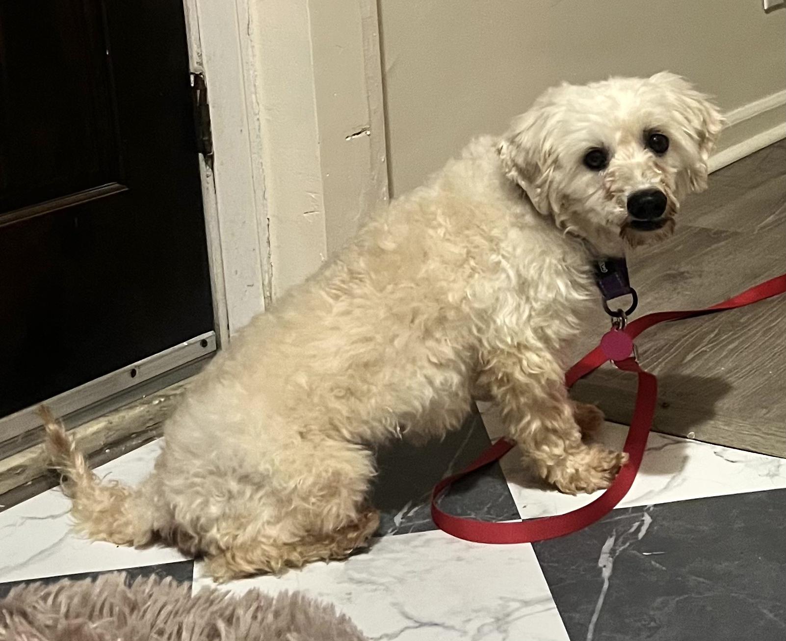 Enlarge Maximus, a ADOPTABLE Poodle in Brooklyn, NY image 3/5