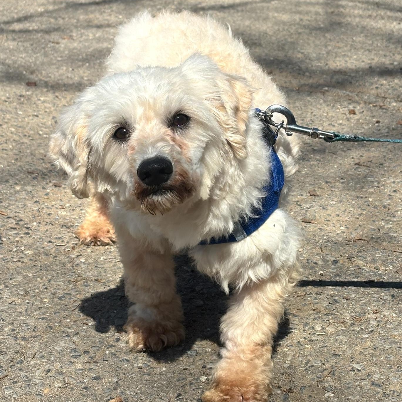 Enlarge Maximus, a ADOPTABLE Poodle in Brooklyn, NY image 1/5
