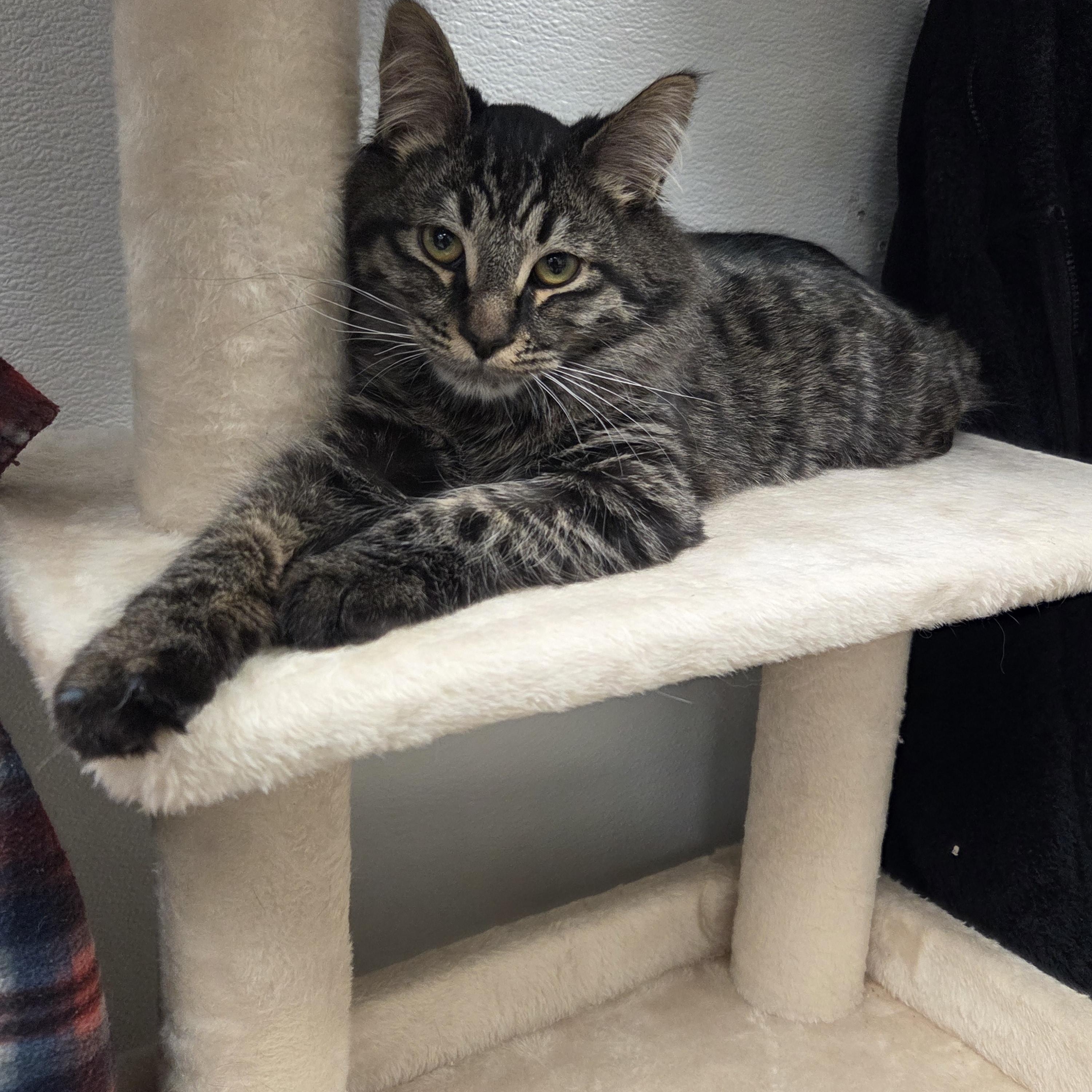 Sketch- CHWK Mr. Pets (by appointment), an adoptable Domestic Medium Hair in Chilliwack, BC image 3/4