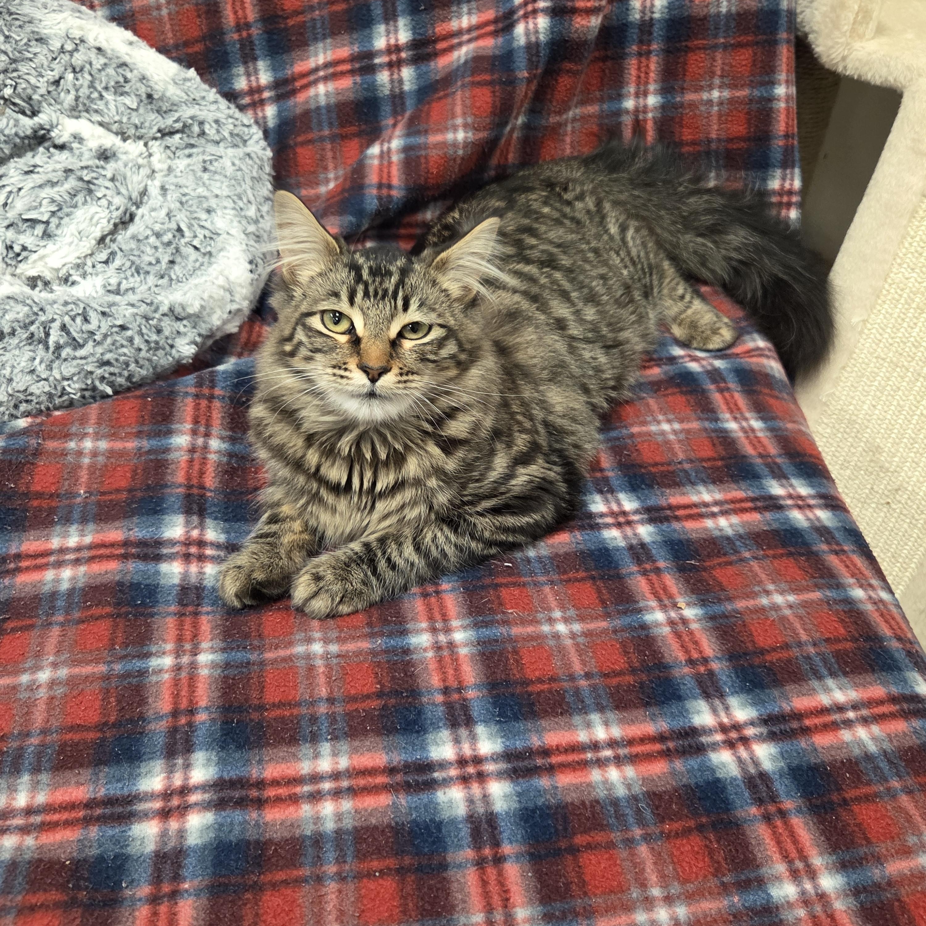 Sketch- CHWK Mr. Pets (by appointment), an adoptable Domestic Medium Hair in Chilliwack, BC image 4/4
