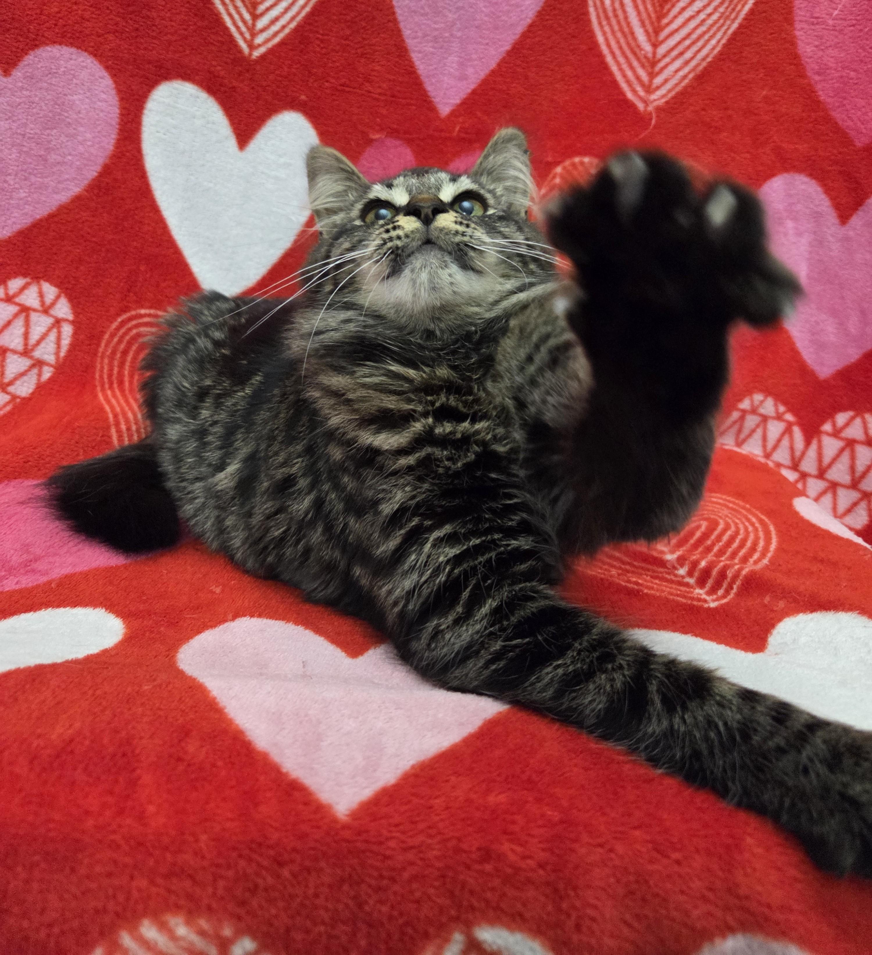 Enlarge Sketch, an adoptable Domestic Medium Hair in Chilliwack, BC image 2/2