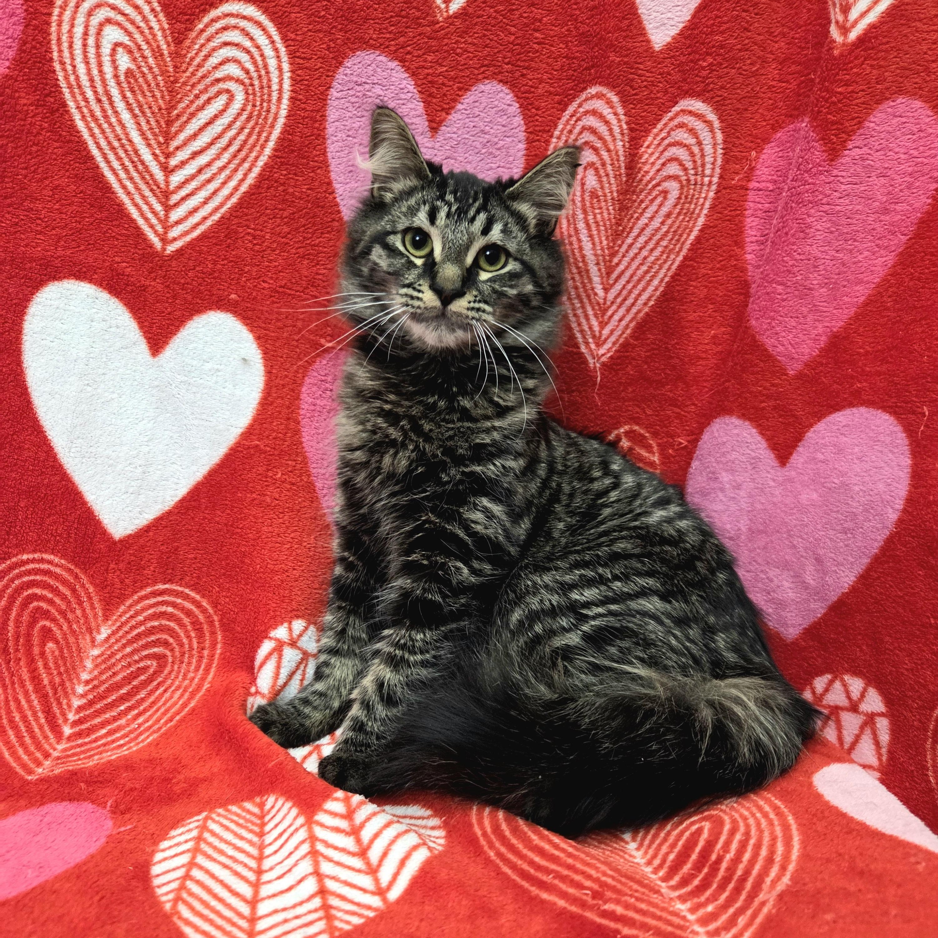 Sketch- CHWK Mr. Pets (by appointment), adoptable, Young Male Domestic Medium Hair.