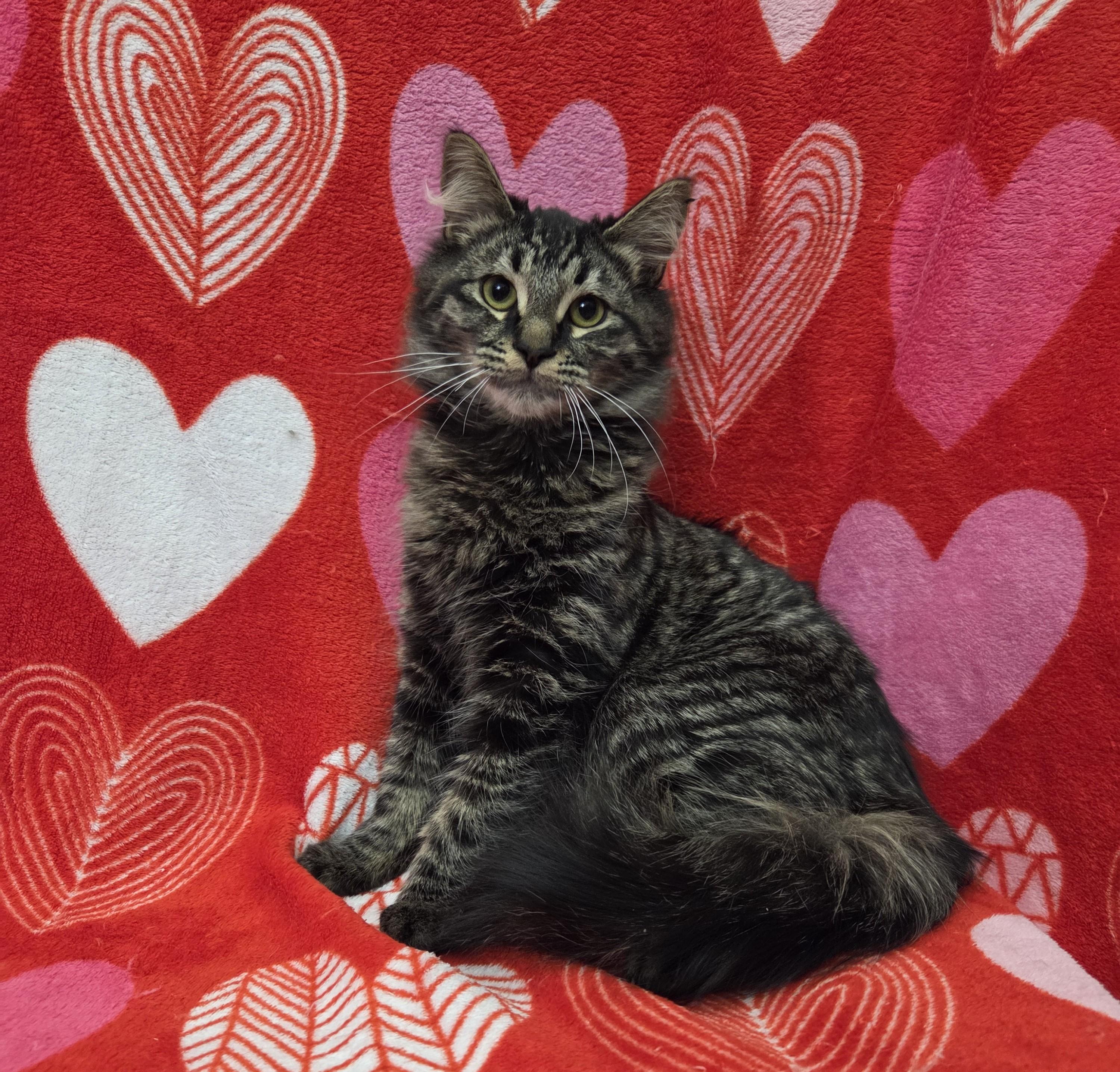 Sketch, adoptable, Young Male Domestic Medium Hair.