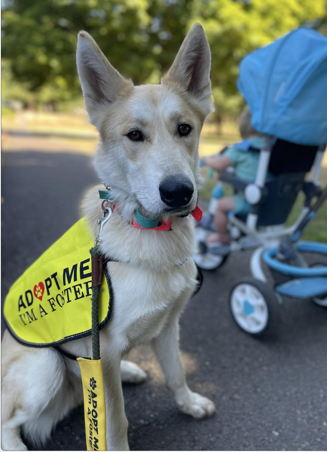 SURI - I could be a therapy dog :)