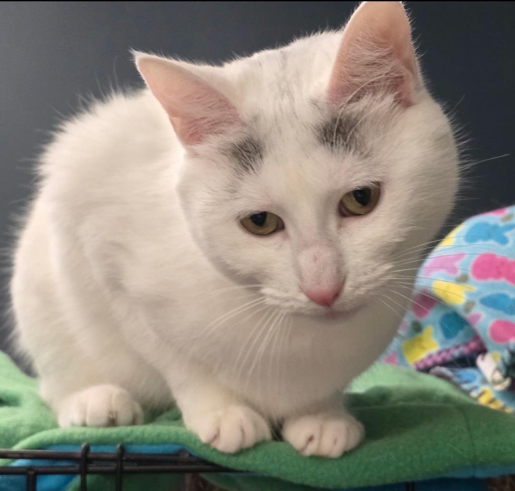 Mercedes, Adopted, Adult Female Domestic Short Hair.