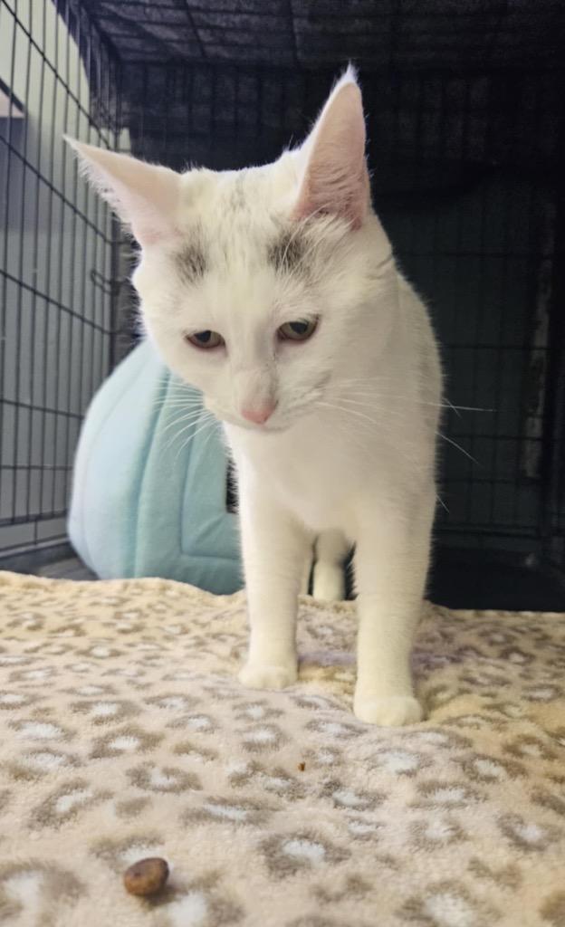 Enlarge Mercedes, a Adopted Domestic Short Hair in Muskegon, MI image 2/6