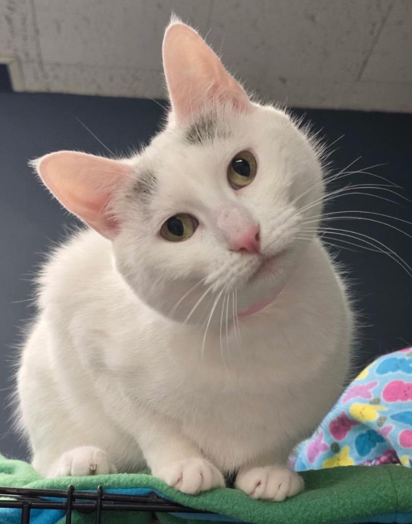 Enlarge Mercedes, a Adopted Domestic Short Hair in Muskegon, MI image 3/6