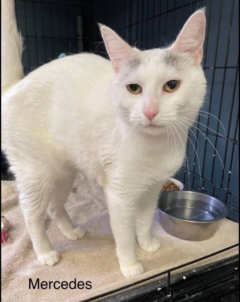 Enlarge Mercedes, a Adopted Domestic Short Hair in Muskegon, MI image 4/6