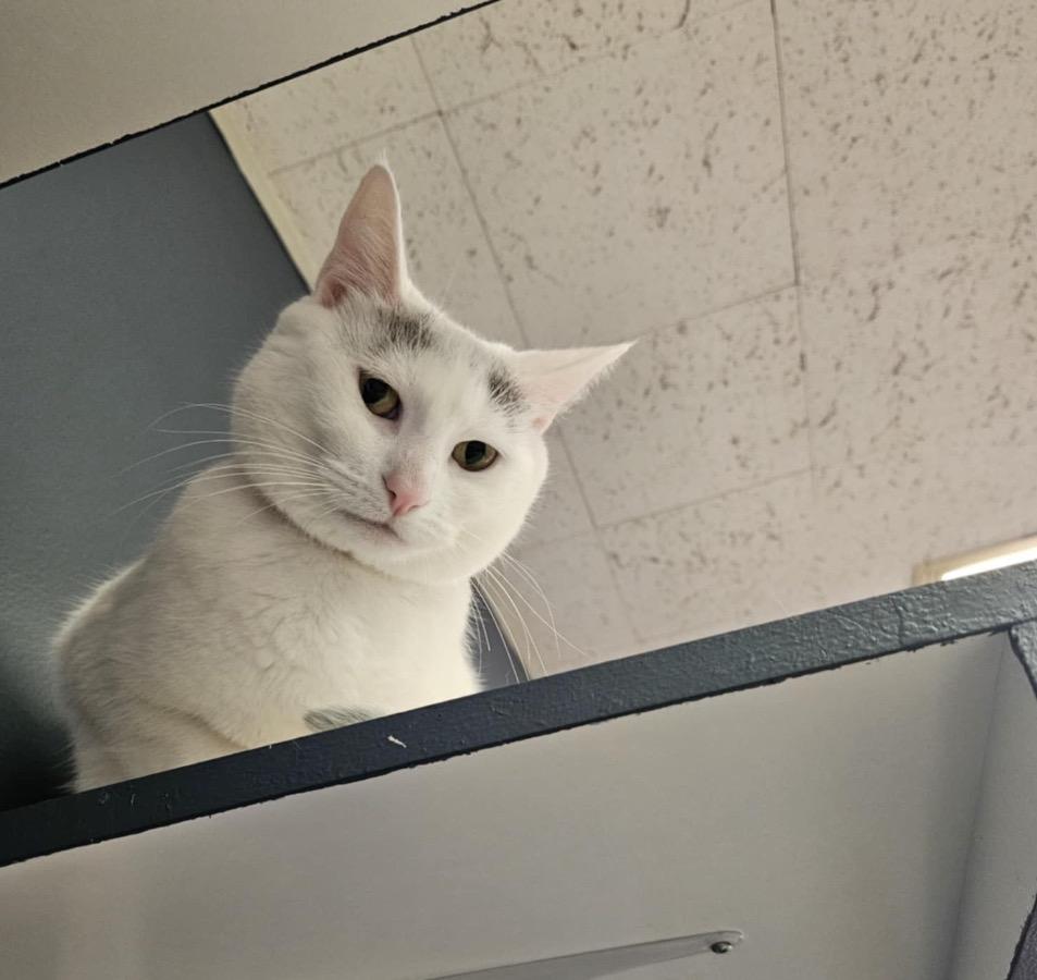 Enlarge Mercedes, a Adopted Domestic Short Hair in Muskegon, MI image 5/6