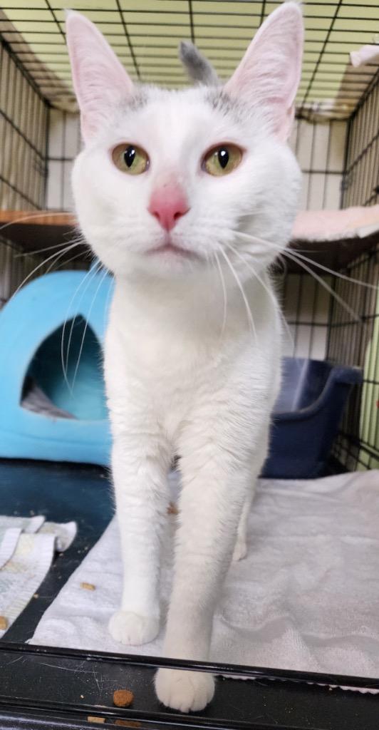 Enlarge Mercedes, a Adopted Domestic Short Hair in Muskegon, MI image 6/6