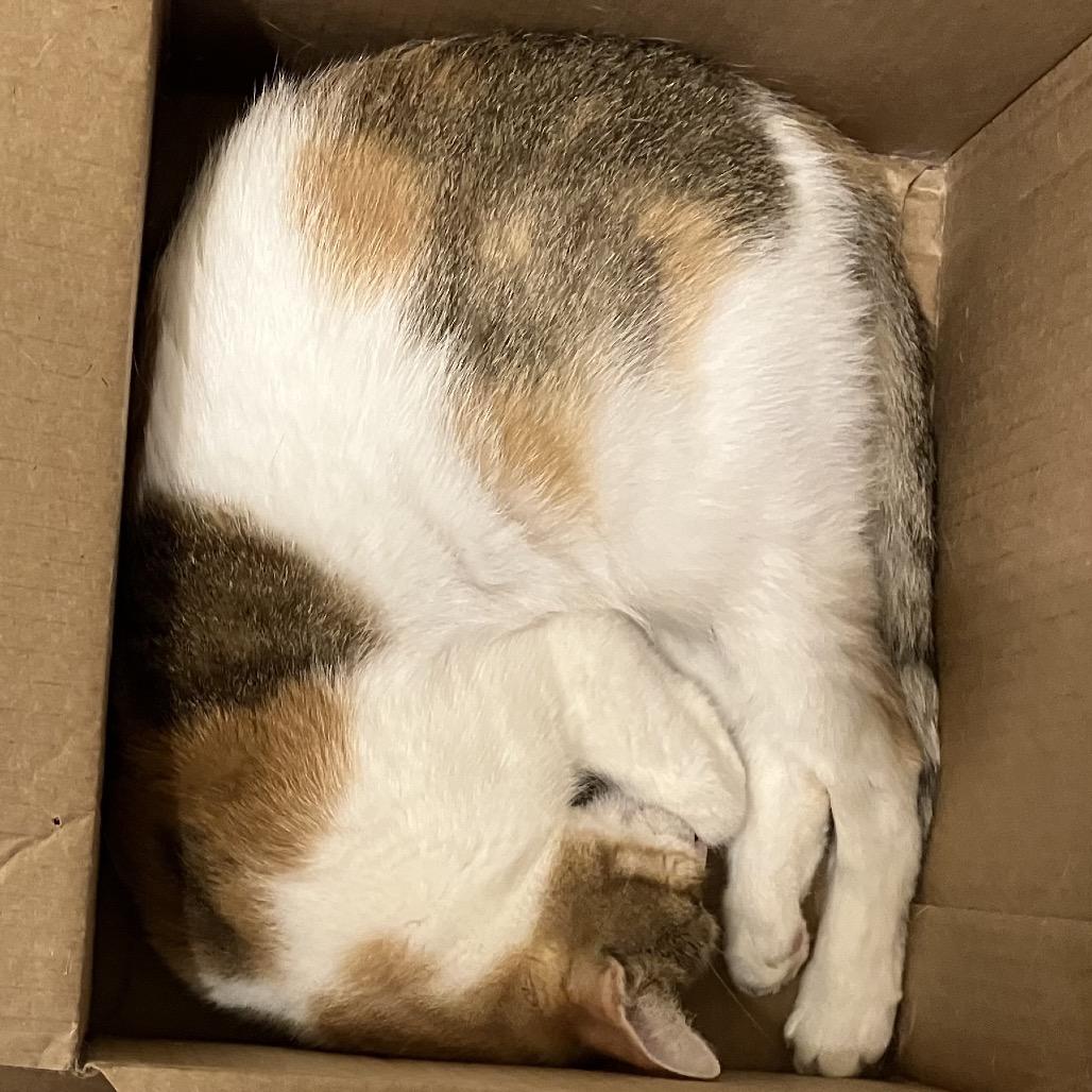 Enlarge Coadi, a Adoptable Domestic Short Hair in Baytown, TX image 2/6