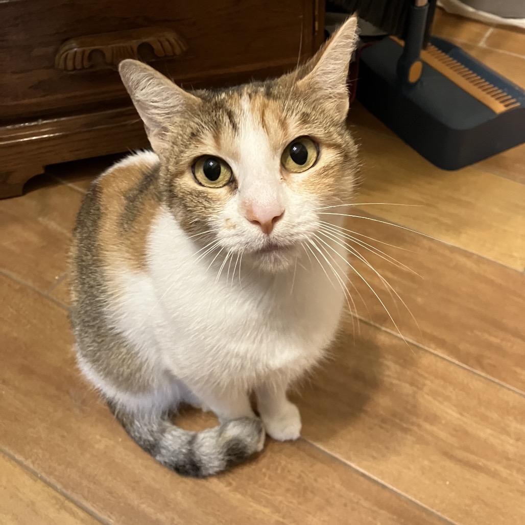 Enlarge Coadi, a Adoptable Domestic Short Hair in Baytown, TX image 3/6