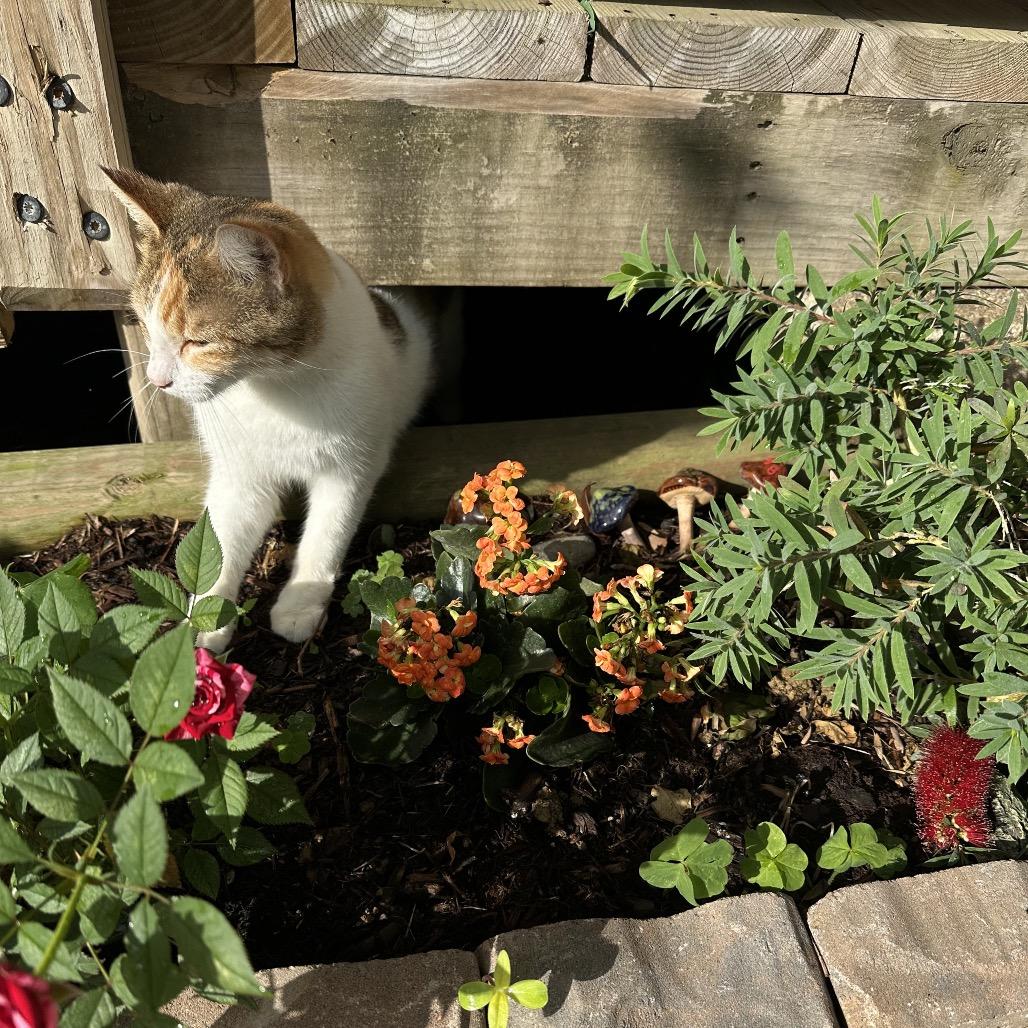 Coadi — thumbnail 4